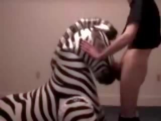 Zebra παίρνει λαιμός πατήσαμε με διαστρεβλώ άνθρωπος βίντεο